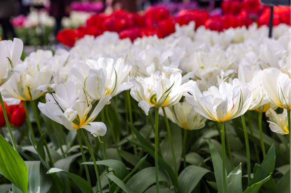 Tulipan 'White Valley'